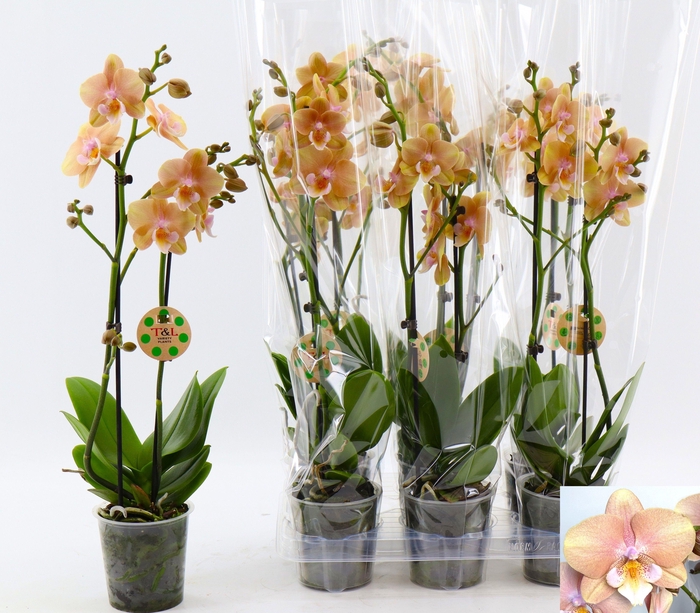 <h4>PHAL OV ORANJE</h4>