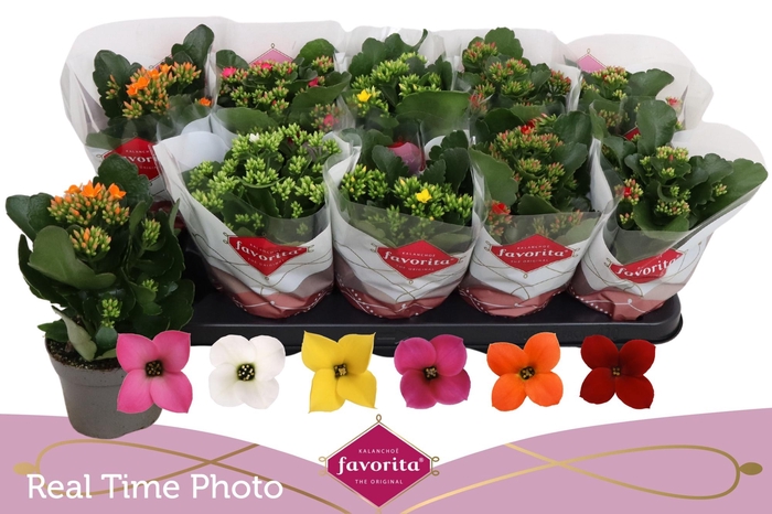 <h4>KAL EN GEM 6 KL</h4>