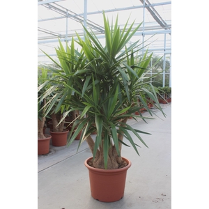 Yucca elephantipes over