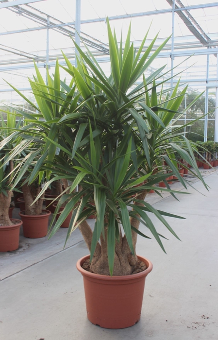 Yucca elephantipes over