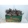 BEGONIA MACULATA SPOTLIGHT P15 VARIADO