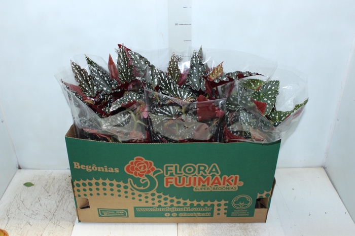 BEGONIA MACULATA SPOTLIGHT P15 VARIADO