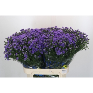 Aster Dark Rose