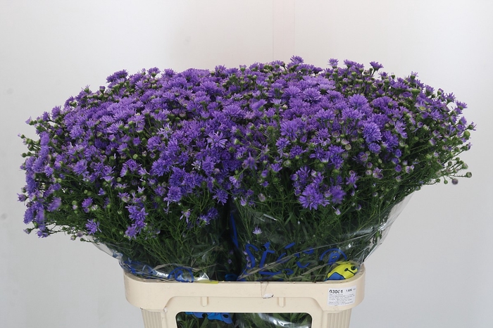<h4>Aster Dark Rose</h4>