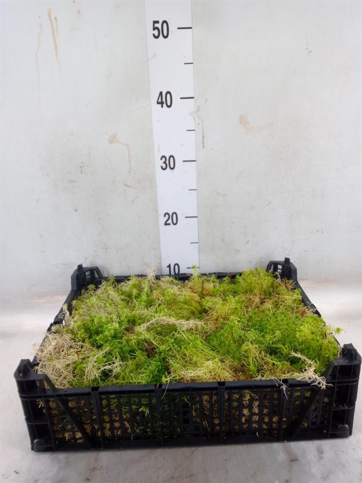 <h4>Mossen   ...H%</h4>