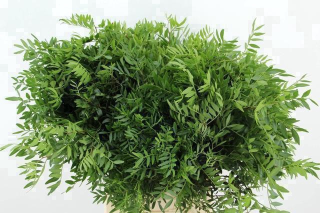 <h4>PISTACIA PER BUNCH</h4>
