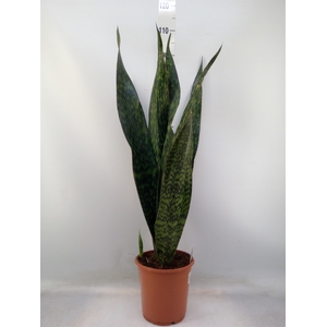 Sansevieria trifa.   ...