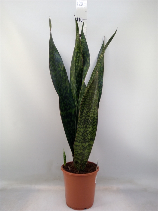 <h4>Sansevieria trifa.   ...</h4>