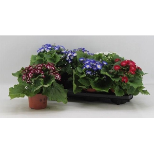 PERI C VENEZ MIX P13