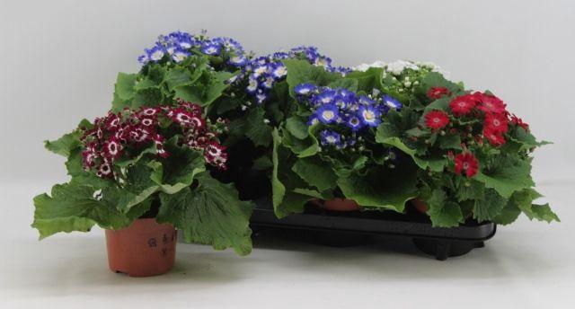 <h4>PERI C VENEZ MIX P13</h4>