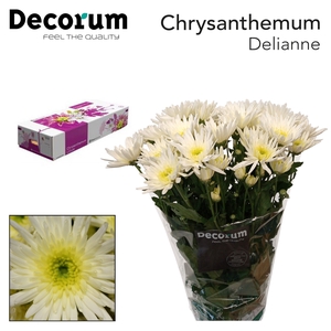 CHR T Delianne decorum