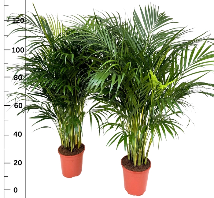 <h4>DYPSIS LUTESCENS</h4>