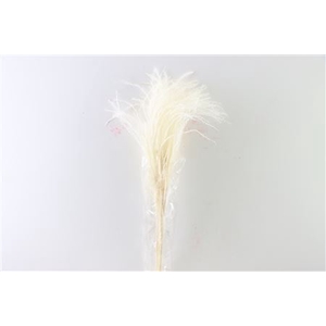 Dried Stipha Feather 5pcs Xl Bleached Bunch