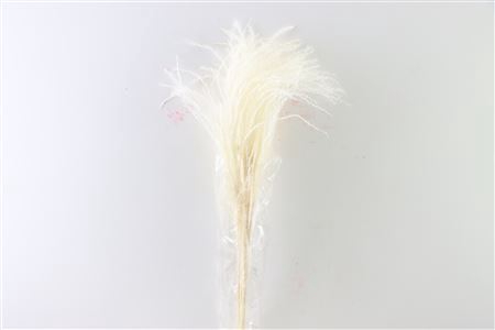 <h4>Dried Stipha Feather 5pcs Xl Bleached Bunch</h4>