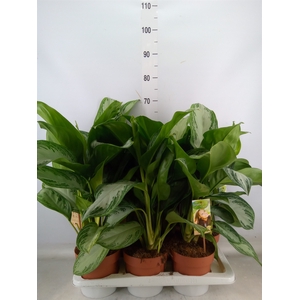 Aglaonema  'Silver Bay'