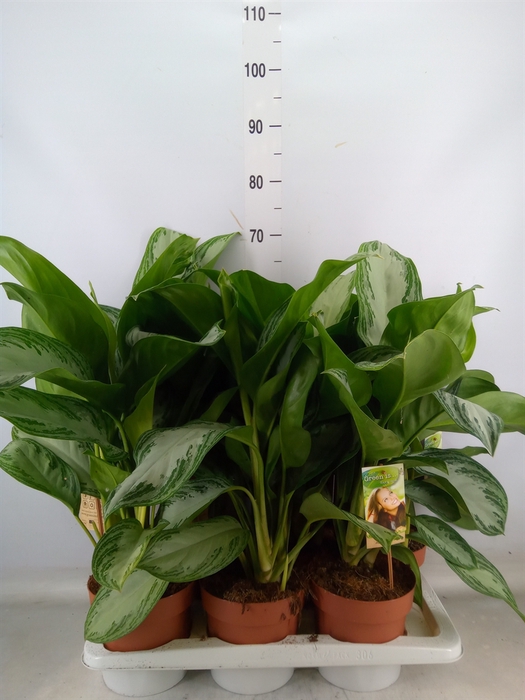 <h4>Aglaonema  'Silver Bay'</h4>