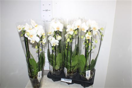 <h4>Phal El Cascade Witt 3 Branche 18+</h4>