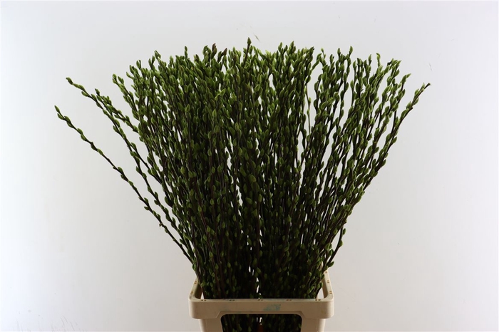 <h4>Salix Wilgenkatjes Apple Green 90cm P Stem</h4>