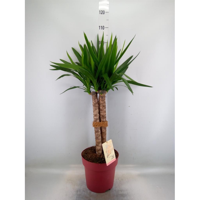 <h4>Yucca elephantipes   ...</h4>