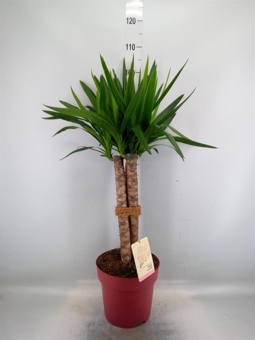 <h4>Yucca elephantipes   ...</h4>