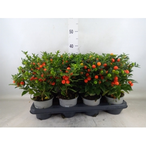 Solanum pseudocapsicum 'Bartoli'