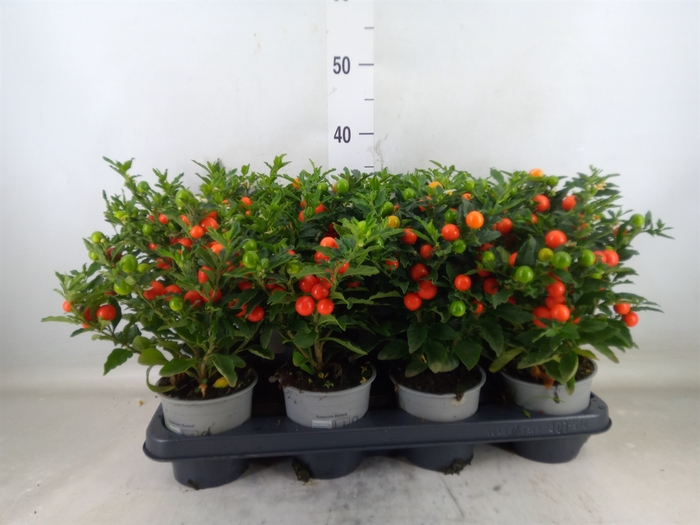 <h4>Solanum pseudocapsicum 'Bartoli'</h4>