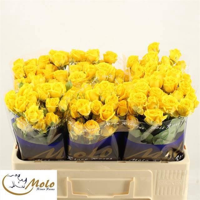 <h4>R TR TARANTELLA</h4>