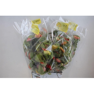 Papaver Mixed Super P Stem