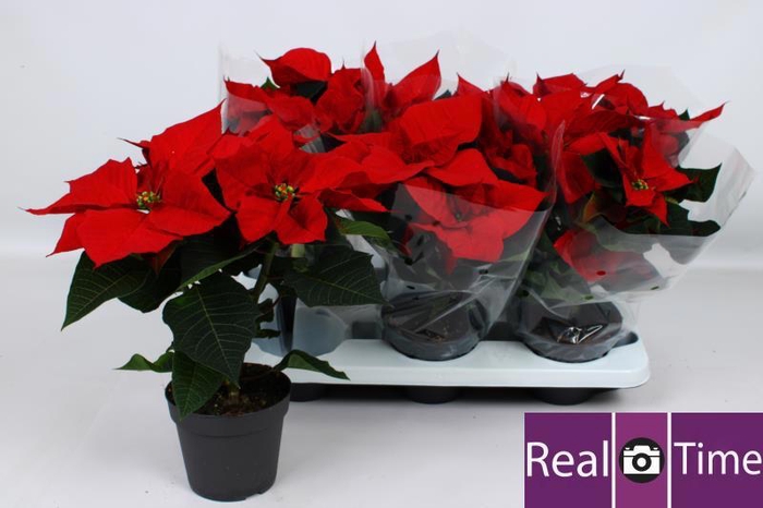 <h4>EUPHOR P CHR EVE</h4>