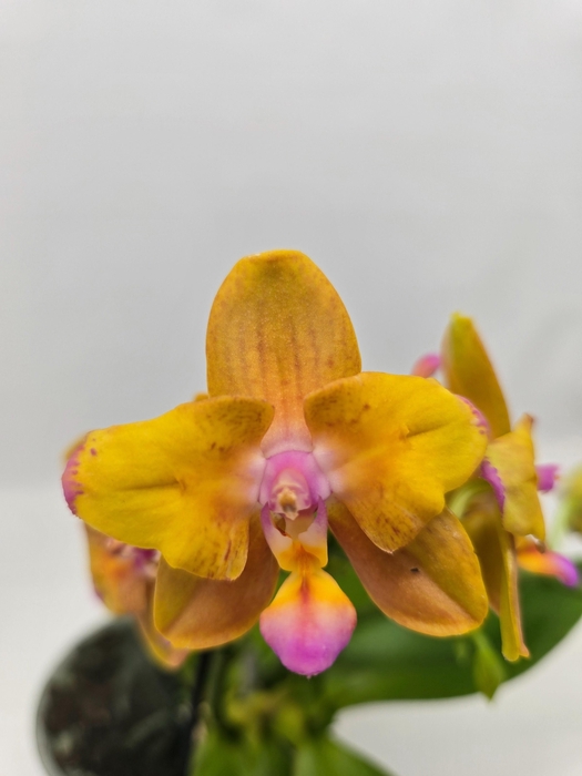 <h4>Limited 46 week 10</h4>