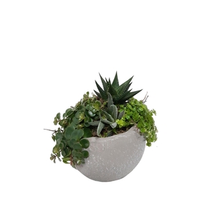 Arr.   Kamerplant Groen L%