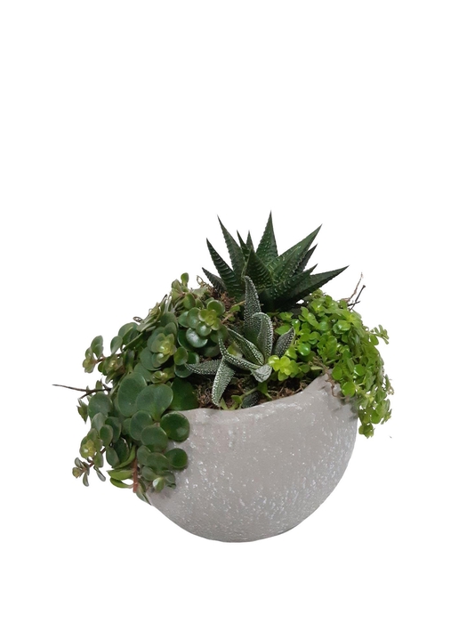 <h4>Arr. Kamerplant Groen L%</h4>