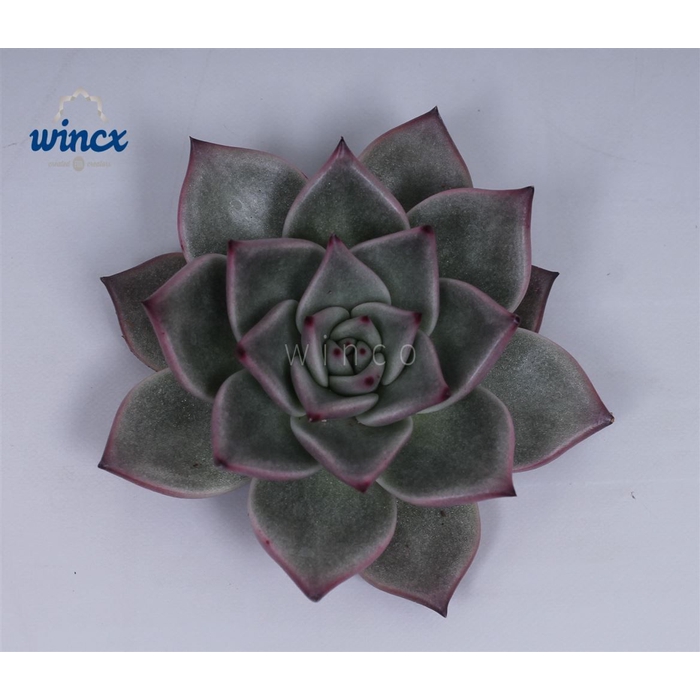 <h4>Echeveria Sirius Cutflower Wincx-10cm</h4>
