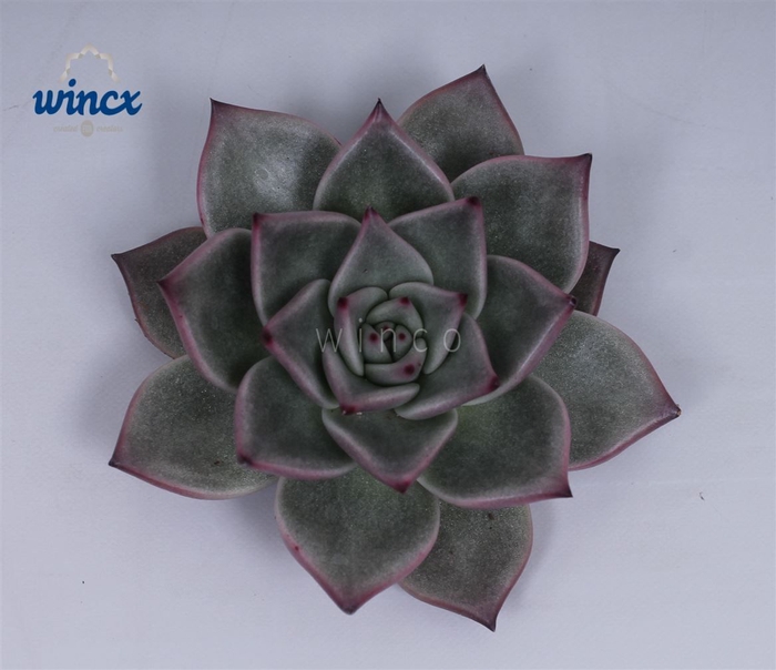 Echeveria Sirius Cutflower Wincx-10cm