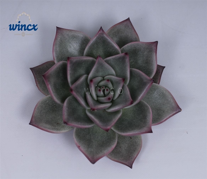 <h4>Echeveria Sirius Cutflower Wincx-10cm</h4>