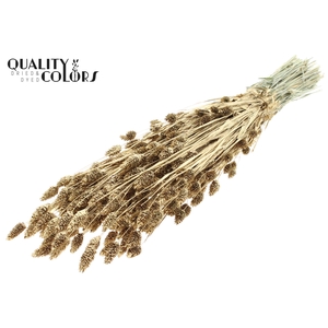 Phalaris per bunch Antique Gold + Glitter