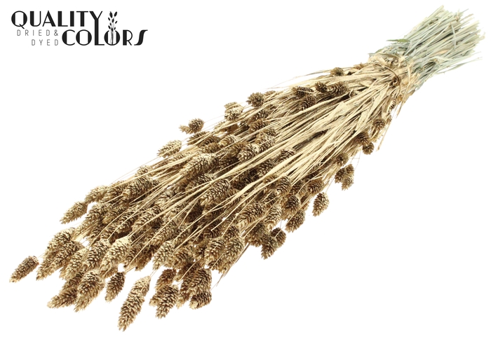 Phalaris per bunch Antique Gold + Glitter