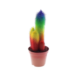 Cactus   ...