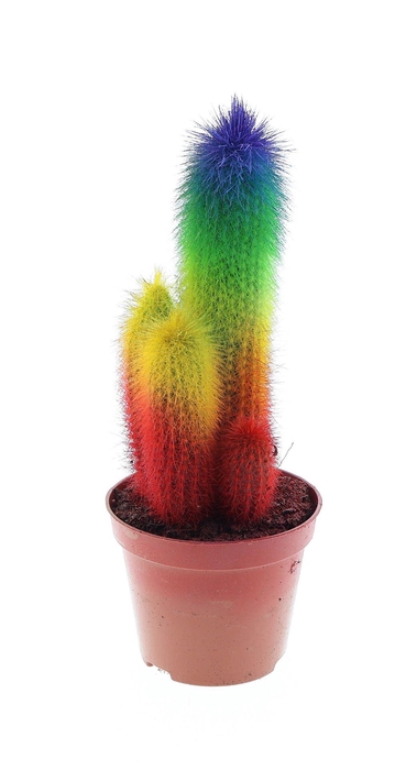 <h4>Cactus   ...</h4>