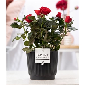 Rosa red in P&PURE Liv ceramics matt black