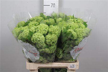 Viburnum Roseum St 1/2+