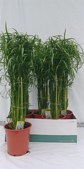 CYPER ALTERNIFOLIUS