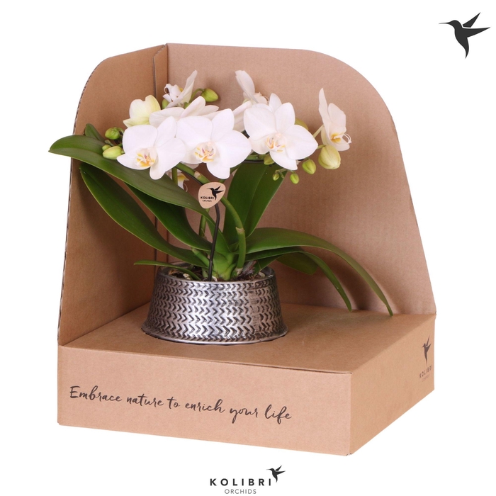 <h4>Kolibri Orchids Phalaenopsis Halo white in Groove pot silver in showbox</h4>