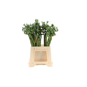 Lucky Bamboo Spiraal 50