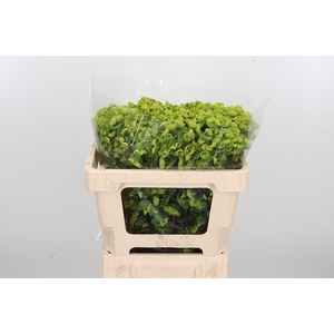 Euphorbia Fu X Martinii