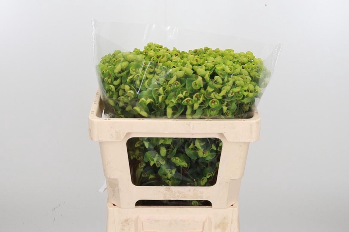 <h4>Euphorbia Fu X Martinii</h4>