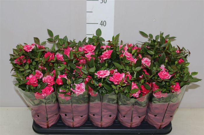 <h4>Rosa Twin Colour</h4>