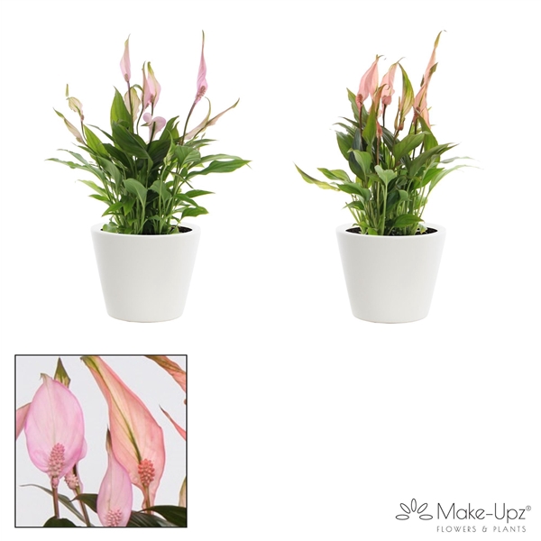 <h4>Spathiphyllum 10,5 cm Make Upz Love mix Karla keramiek</h4>