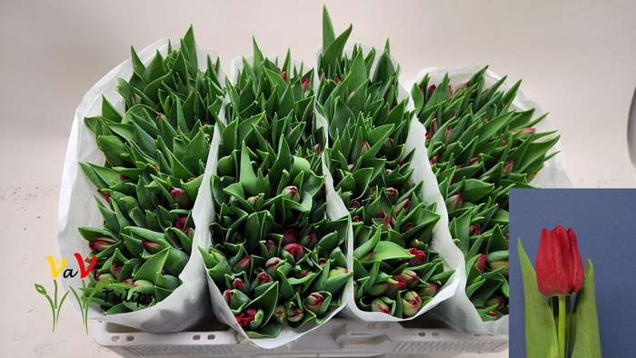 <h4>TU EN SEADOV</h4>