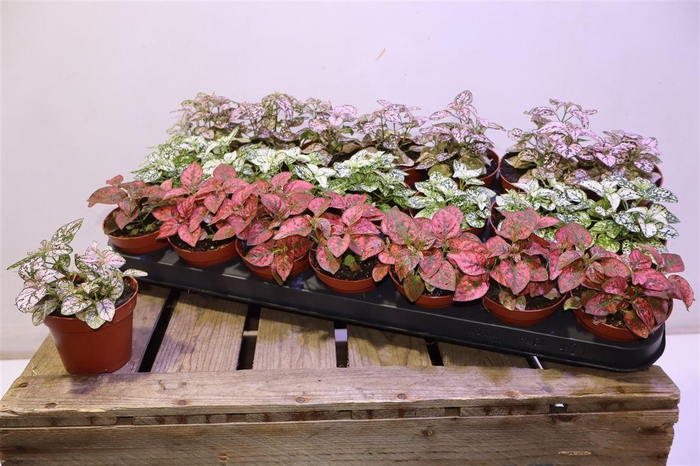 <h4>Hypoest Gem</h4>